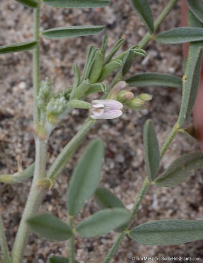 Astragalus geyeri, photographed by Tim Messick