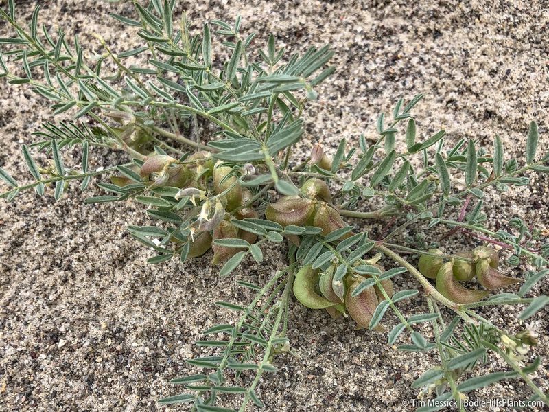 Astragalus geyeri, photographed by Tim Messick
