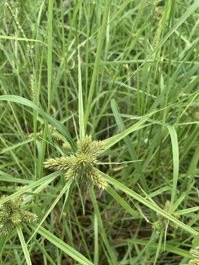 Cyperus aggregatus, photographed by Guy Taseski