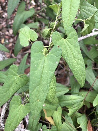 Aristolochia meridionalis, photographed by Greg Tasney