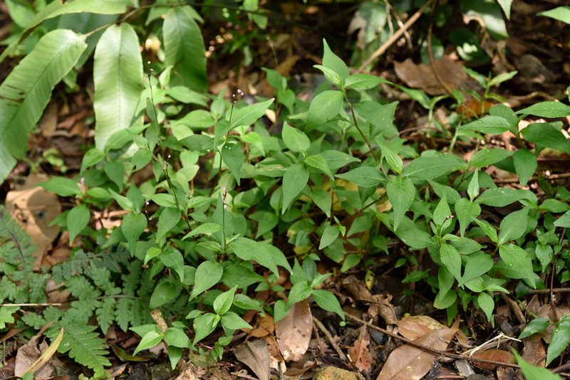 Polygonum posumbu, photographed by 國立臺灣博物館