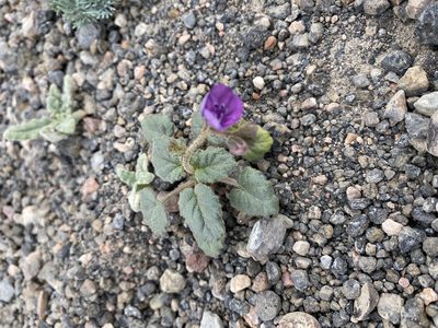 Phacelia calthifolia, photographed by Andrii Khmelkov