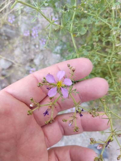 Zygophyllum pachyacanthum, photographed by rockybajada