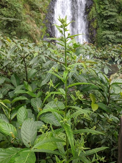 Blumea linearis, photographed by Cheng-Te Hsu