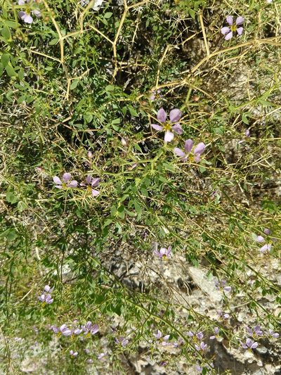 Zygophyllum pachyacanthum, photographed by rockybajada