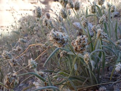 Plantago ovata, photographed by rockybajada