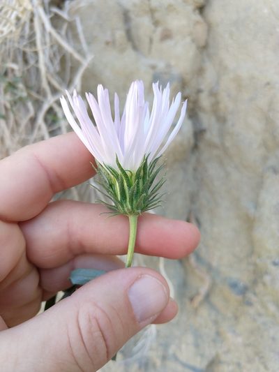 Xylorhiza cognata, photographed by rockybajada