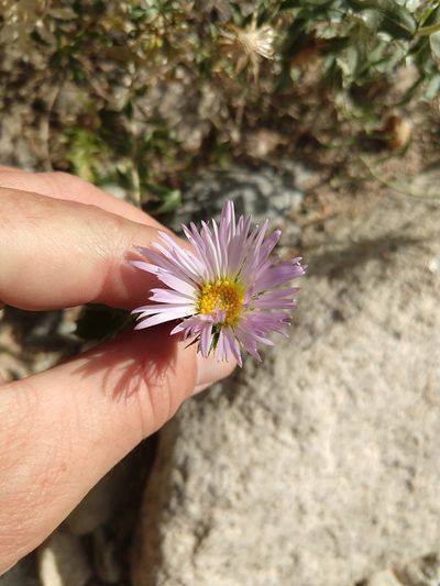 Xylorhiza cognata, photographed by rockybajada