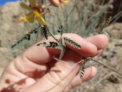 Hoffmannseggia microphylla, photographed by rockybajada