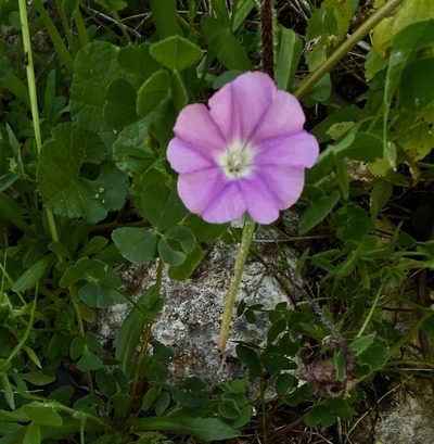 Convolvulus coelesyriacus, photographed by desertnaturalist