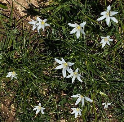Ornithogalum pedicellare, photographed by desertnaturalist