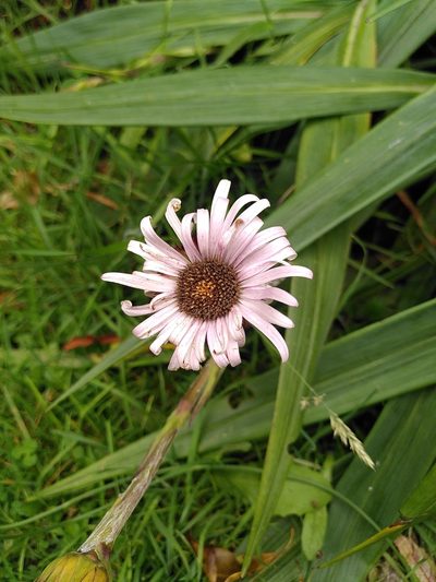 Celmisia mackaui, photographed by Loïc Chalmandrier