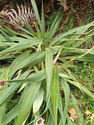 Celmisia mackaui, photographed by Loïc Chalmandrier