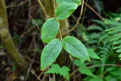 Lonicera hypoglauca, photographed by 國立臺灣博物館