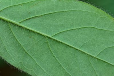 Lonicera hypoglauca, photographed by 國立臺灣博物館