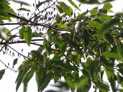 Alniphyllum pterospermum, photographed by 呂一起(Lyu yi-chi)