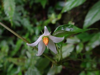 Lycianthes lysimachioides, photographed by 呂一起(Lyu yi-chi)