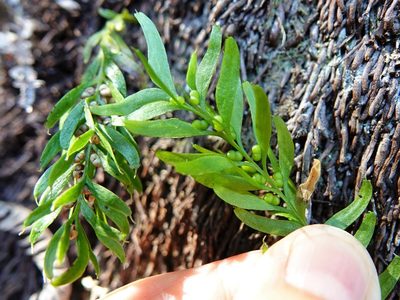 Tmesipteris sigmatifolia, photographed by Jacqui Geux