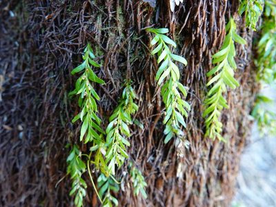 Tmesipteris sigmatifolia, photographed by Jacqui Geux