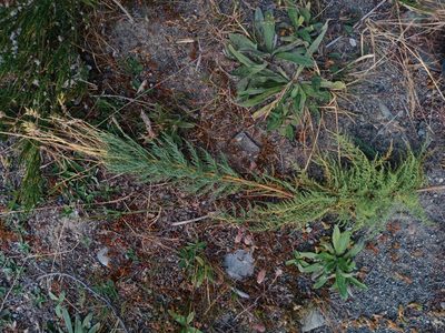 Myricaria germanica, photographed by darmozrac