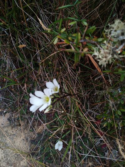 Gentianella serotina, photographed by darmozrac