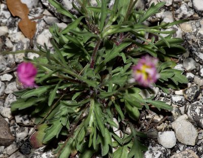 Erigeron modestus, photographed by Michelle W. （鍾偉瑋）
