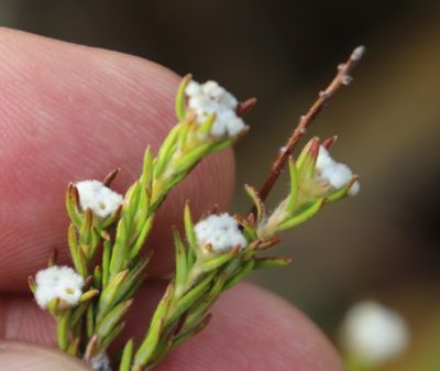 Phylica disticha, photographed by Tony Rebelo