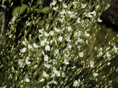 Cytisus multiflorus, photographed by Duarte Frade
