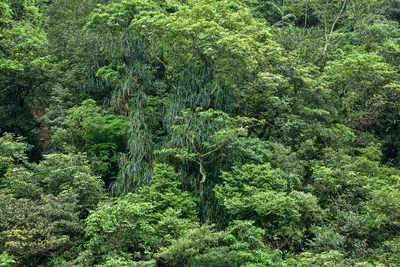 Freycinetia formosana, photographed by 國立臺灣博物館