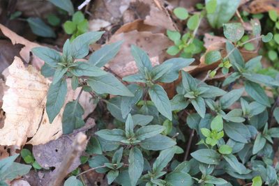 Pycnanthemum incanum, photographed by runcator