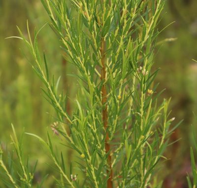 Empleurum unicapsulare, photographed by Tony Rebelo
