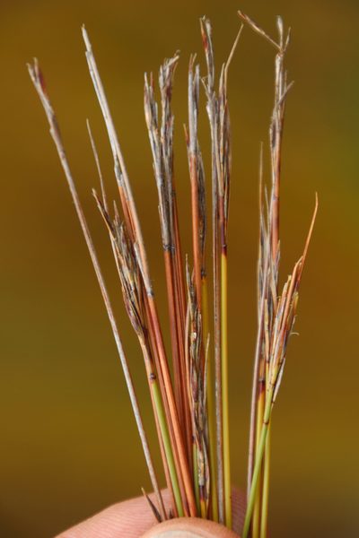 Schoenus dregeanus, photographed by Tony Rebelo