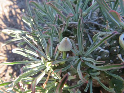 Euphorbia braunsii, photographed by James Deacon