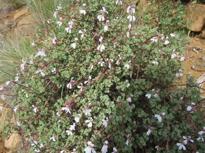 Pelargonium abrotanifolium, photographed by James Deacon