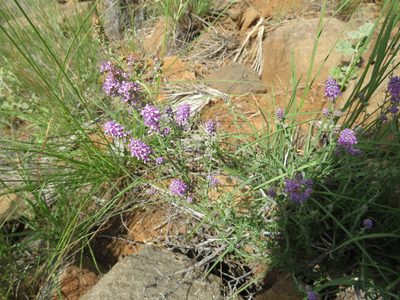 Selago albida, photographed by James Deacon