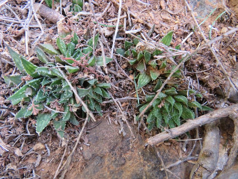 Haworthia marumiana, photographed by James Deacon