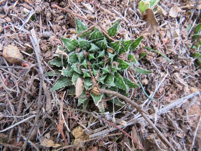 Haworthia marumiana, photographed by James Deacon