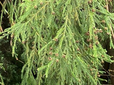 Cryptomeria japonica, photographed by Suzana Ehlin Martins