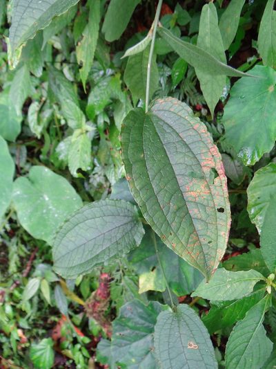 Smilax riparia, photographed by 呂一起(Lyu yi-chi)