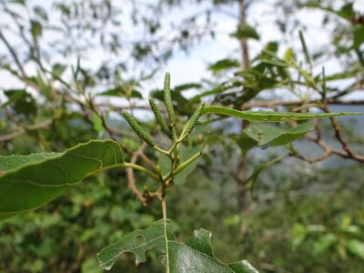Alnus formosana, photographed by 呂一起(Lyu yi-chi)
