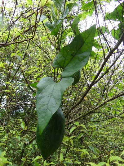 Trichosanthes homophylla, photographed by 呂一起(Lyu yi-chi)