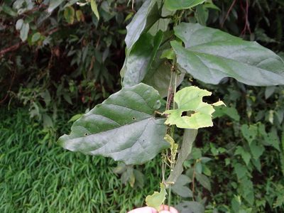 Trichosanthes homophylla, photographed by 呂一起(Lyu yi-chi)