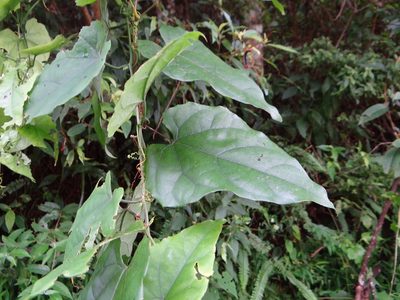 Trichosanthes homophylla, photographed by 呂一起(Lyu yi-chi)