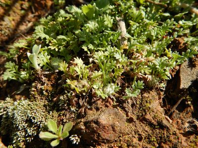 Soliva stolonifera, photographed by Duarte Frade