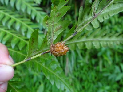 Woodwardia unigemmata, photographed by 呂一起(Lyu yi-chi)