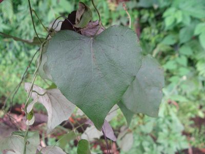 Cyclea ochiaiana, photographed by 呂一起(Lyu yi-chi)