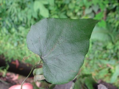 Cyclea ochiaiana, photographed by 呂一起(Lyu yi-chi)