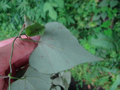 Cyclea ochiaiana, photographed by 呂一起(Lyu yi-chi)