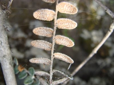 Astrolepis crassifolia, photographed by Alexis López Hernández
