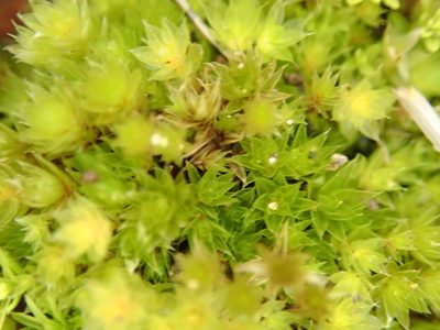 Brachymenium radiculosum, photographed by Paul Cook
